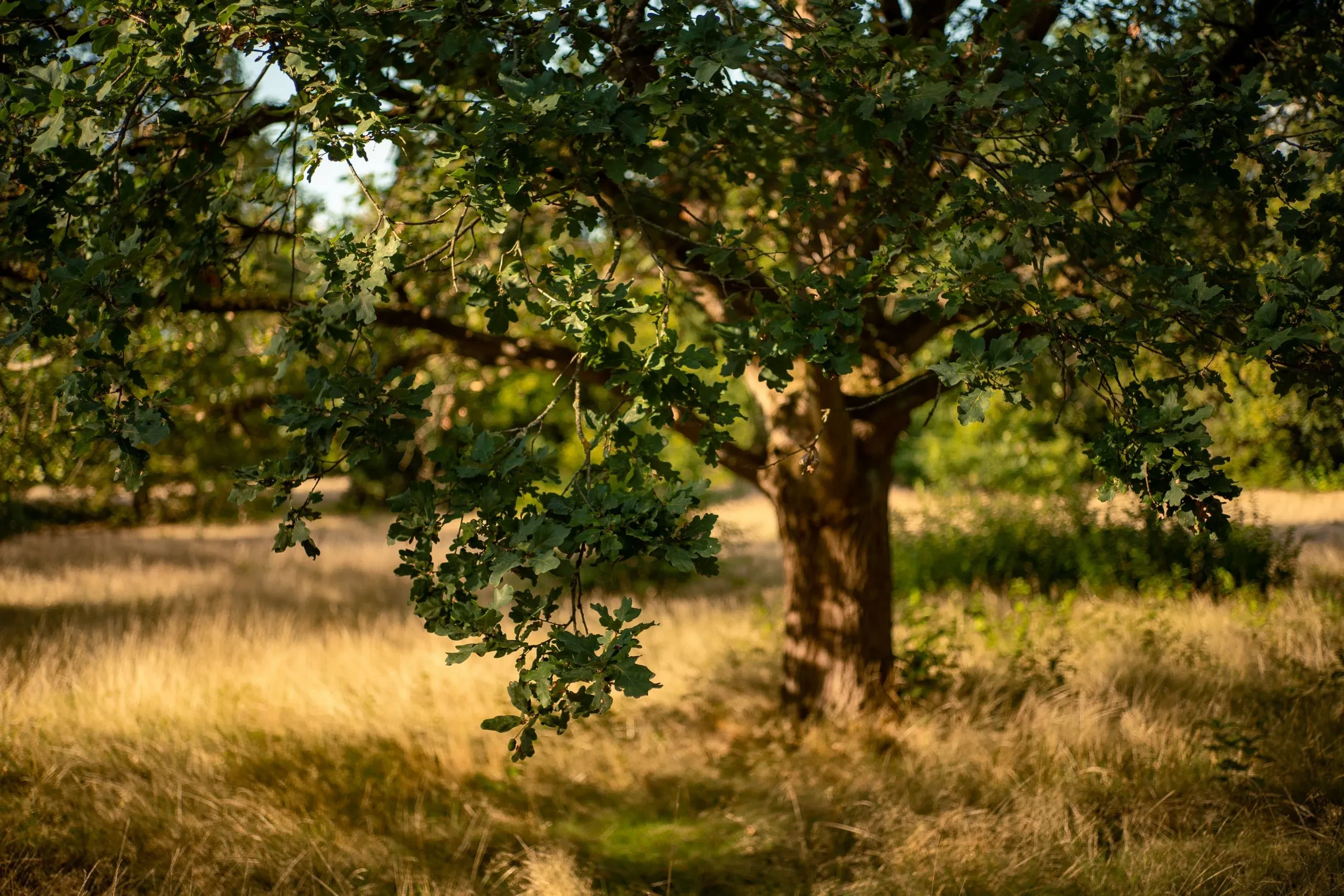 Un chêne dans une prairie ensoleillée.