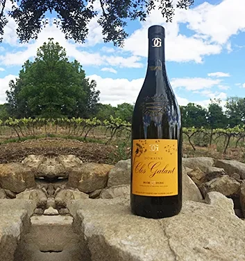 Bouteille de vin devant un vignoble en été.