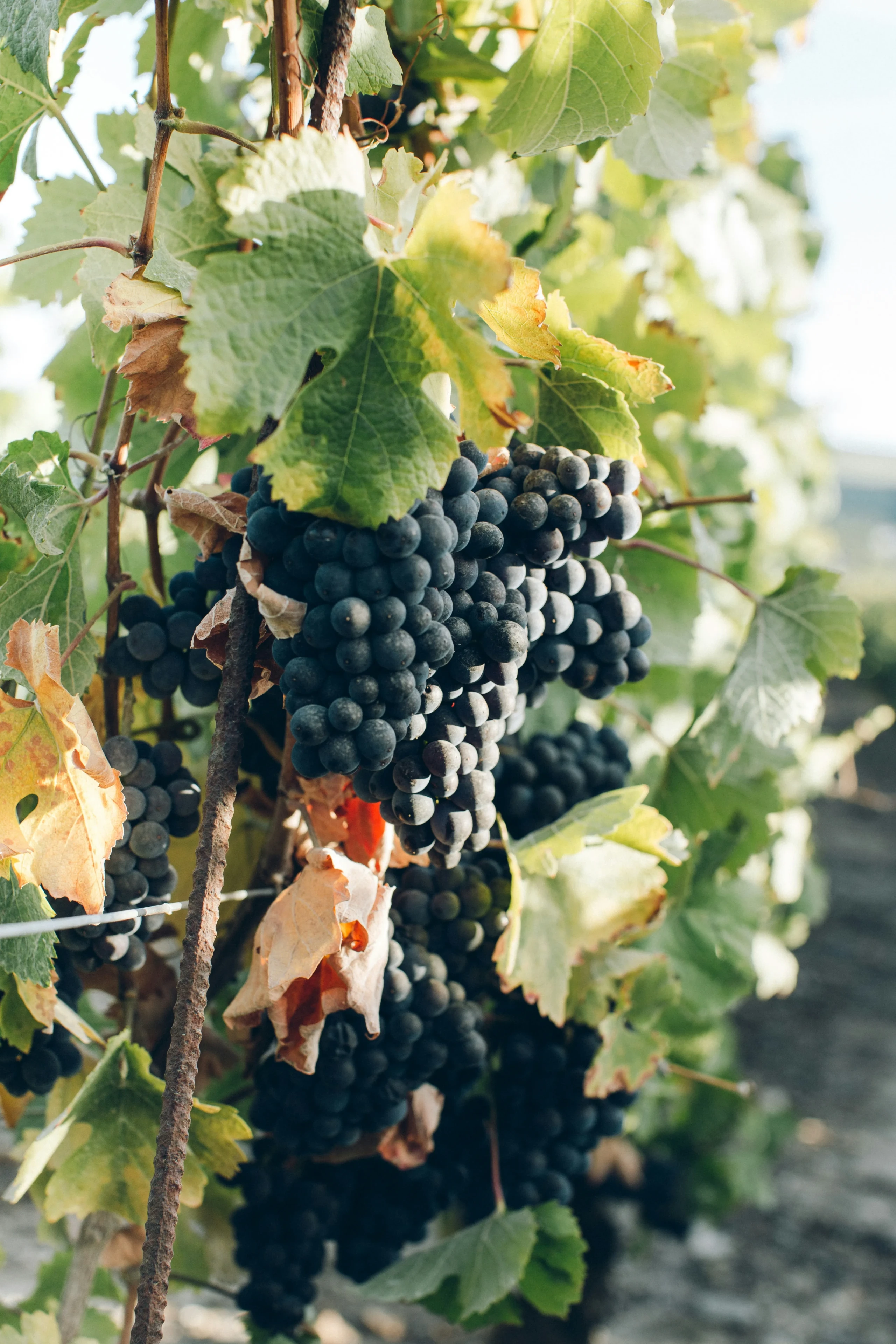 Grappes de raisin noir sur la vigne, verdure luxuriante.