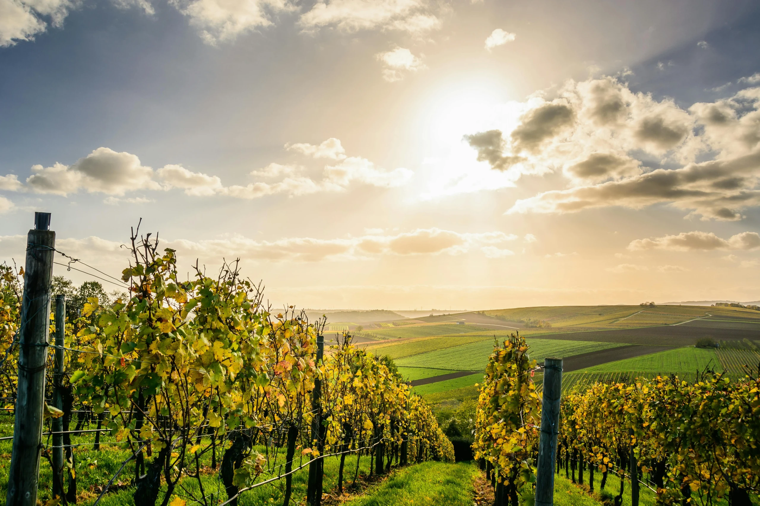 Vignoble au coucher de soleil ensoleillé