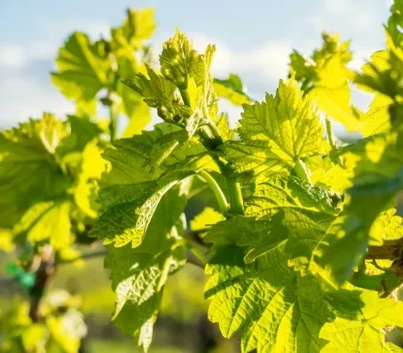 Feuilles de vigne vertes sous le soleil.