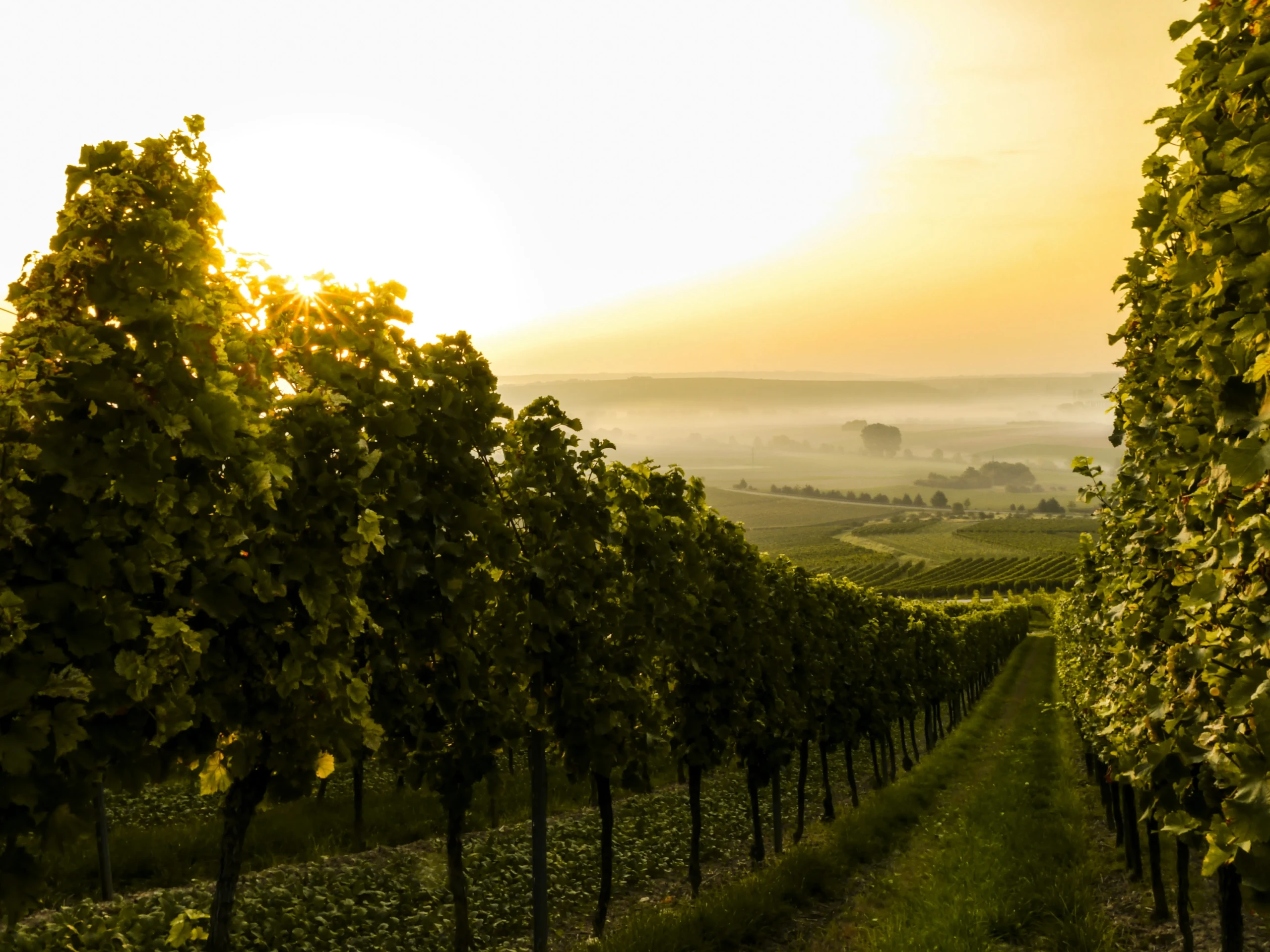 Lever de soleil sur vignoble français